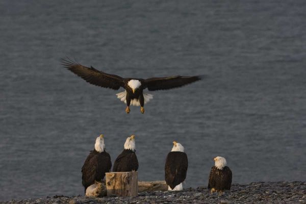 AK, Kachemak Bay, Homer Spit Bald eagle landing